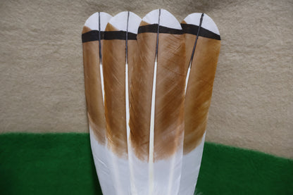 Native Ameican made Culturally Crafted Red Tailed Hawk Feather Fan or Smudge or Cerominal purposes.